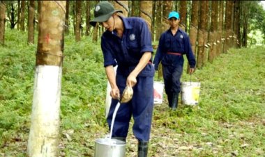 ரப்பர் உற்பத்தி பெருமளவு பாதிப்பு