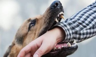 தெரு நாய்கள் தொடர்பான வழக்கு: அனைத்து மாநில தலைமைச் செயலாளர்களும் நேரில் ஆஜராக உச்சநீதிமன்றம் உத்தரவு!