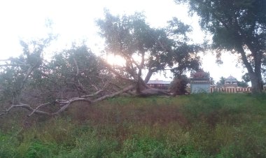 புதுக்கோட்டையில் வேருடன் சாய்ந்த ஆலமரம், பொதுமக்கள் வேதனை!